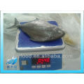 frozen black pomfret fish